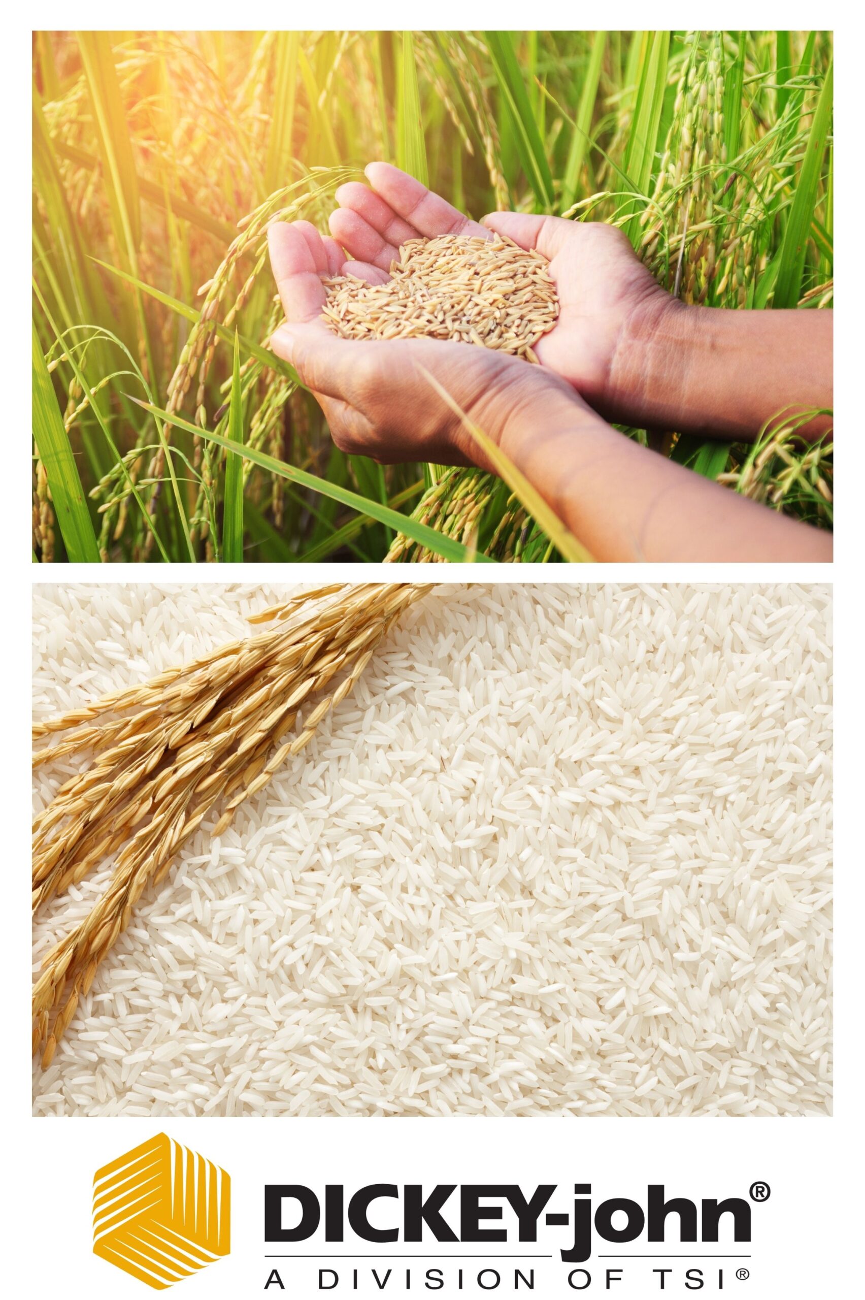 Rice Industry - Cambut AG Electronics